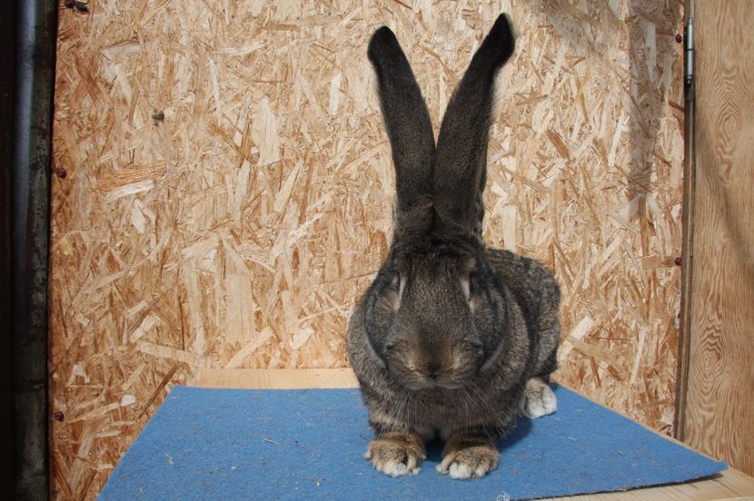 RO181-5620 - Mascul 5