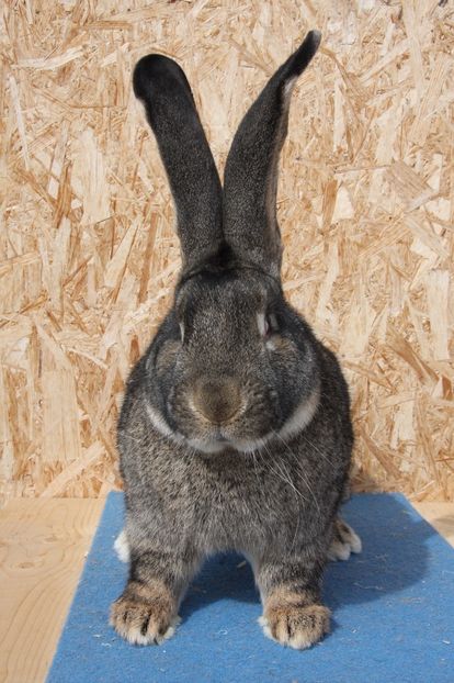 RO174-4620 - Mascul 7