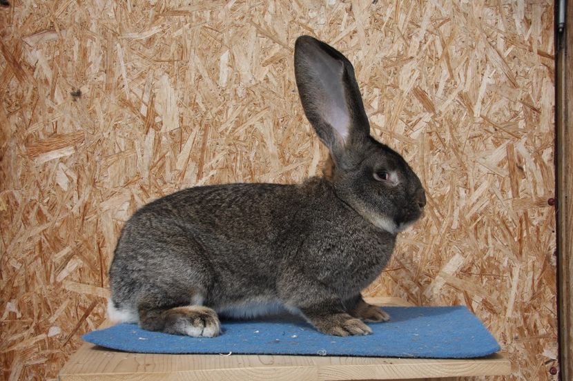 RO174-4620 - Mascul 7