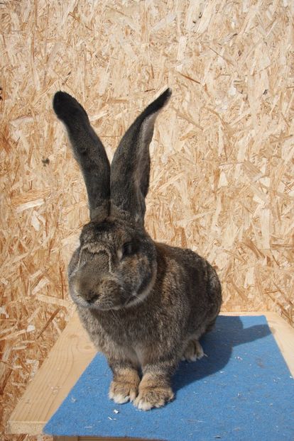 RO179-5620 - Mascul 8