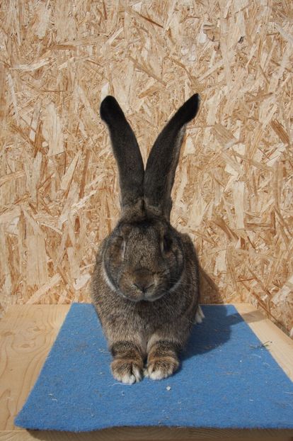 RO178-5620 - Mascul 9