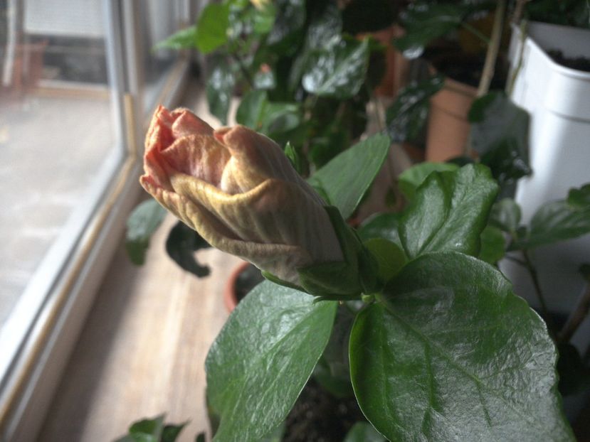 WIN_20170319_164146 - Indian Divine Grace