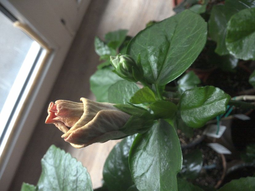 WIN_20170319_164201 - Indian Divine Grace