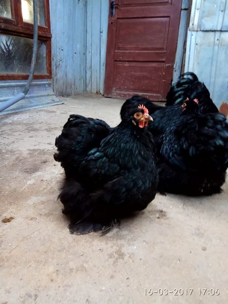  - Cochinchina pitic negru pentru 2018