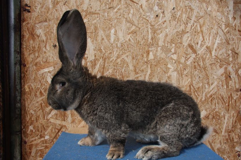 S7 - Delibor - Austria