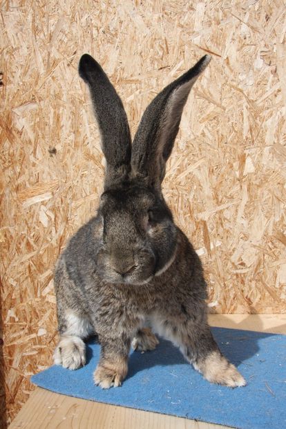 S7 - Delibor - Austria