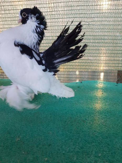 M 5321, 2016; 150 lei - au fost VANDUTI