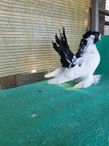 M 5321 - au fost VANDUTI