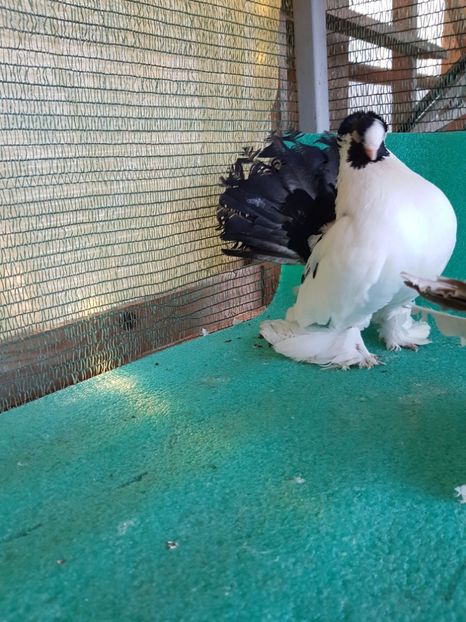  - Rostow baltat cu mot