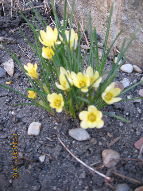 Picture 7769 - Flori de gradina 2015-2018