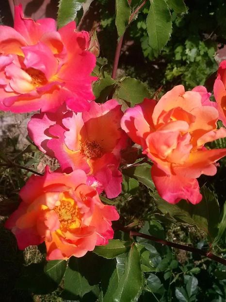 Westerland - Primavara 2016