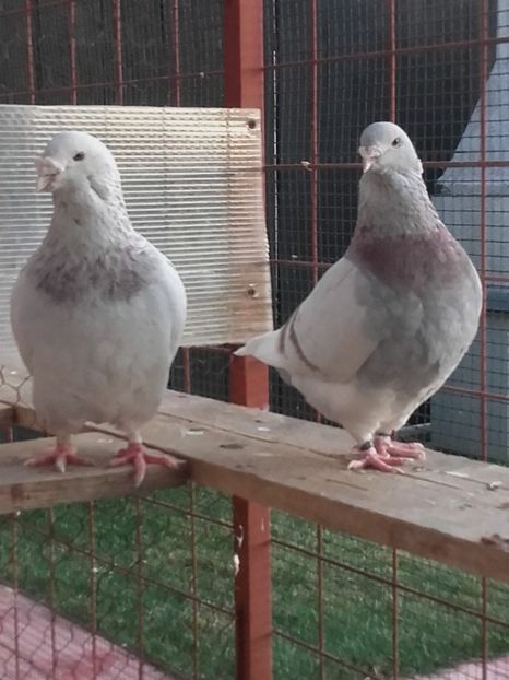 M 2015 ; F 2016 - SEZON 2017