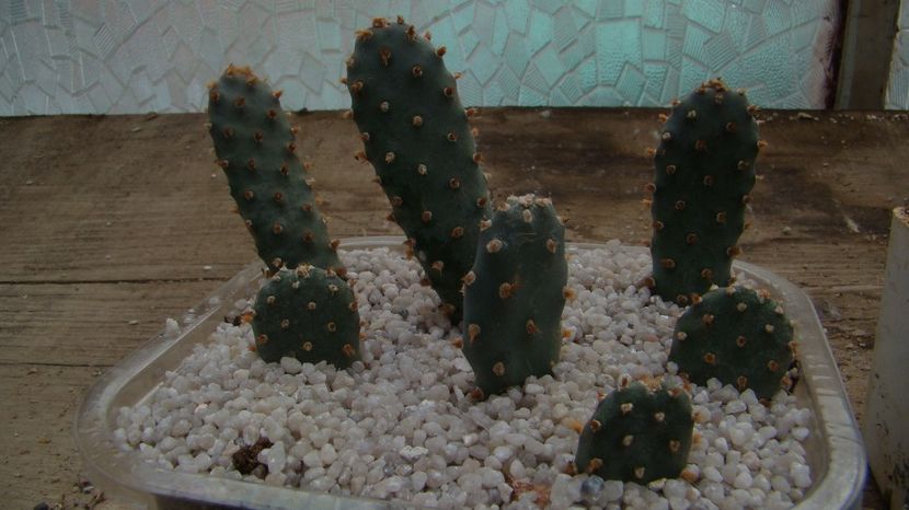 Opuntia basilaris v. brachyclada San Gabriel Mts col. - Opuntia