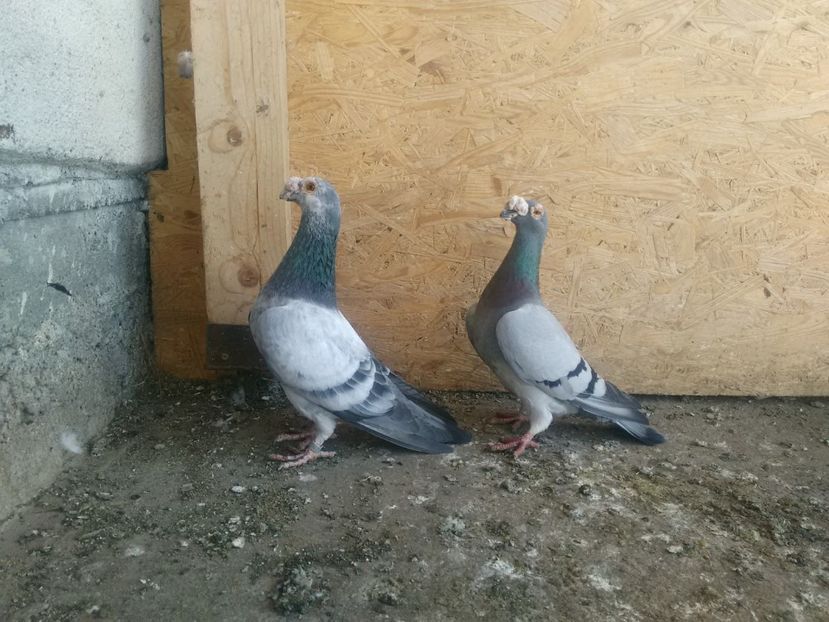 mascul cuc 2015 femela 2012 - La pereche