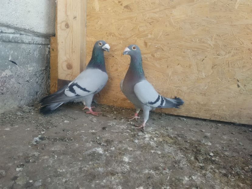 mascul 2016 femela 2016 - La pereche