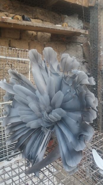 MG.LOFT - 3 VOLTATI INDIENI