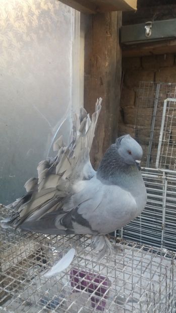 MG.LOFT - 3 VOLTATI INDIENI