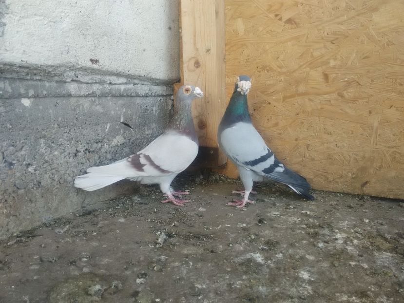 mascul 2012 femela 2014 - La pereche