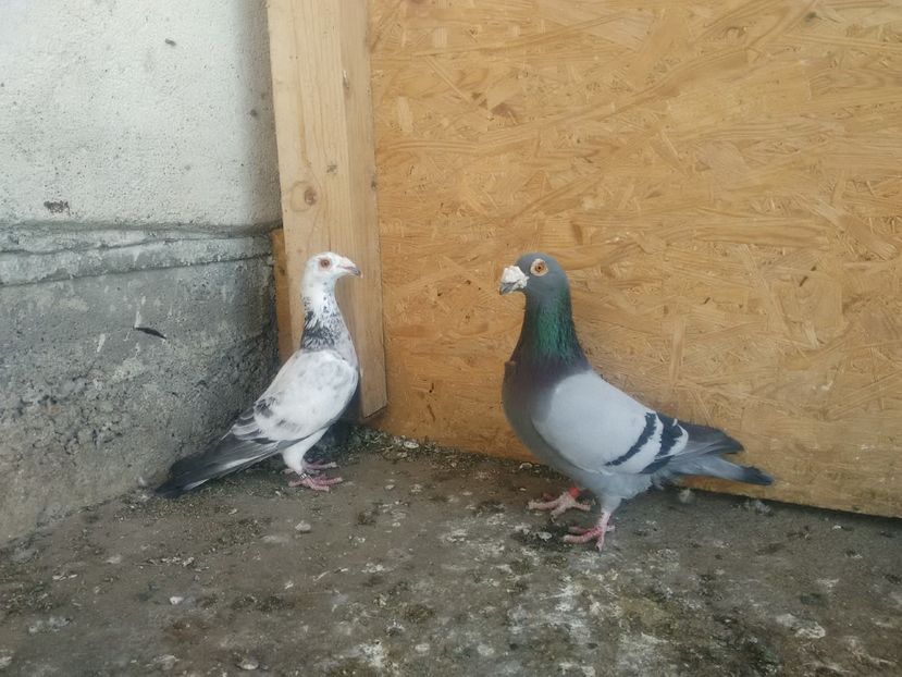 mascul 2016 femela 2016 - La pereche