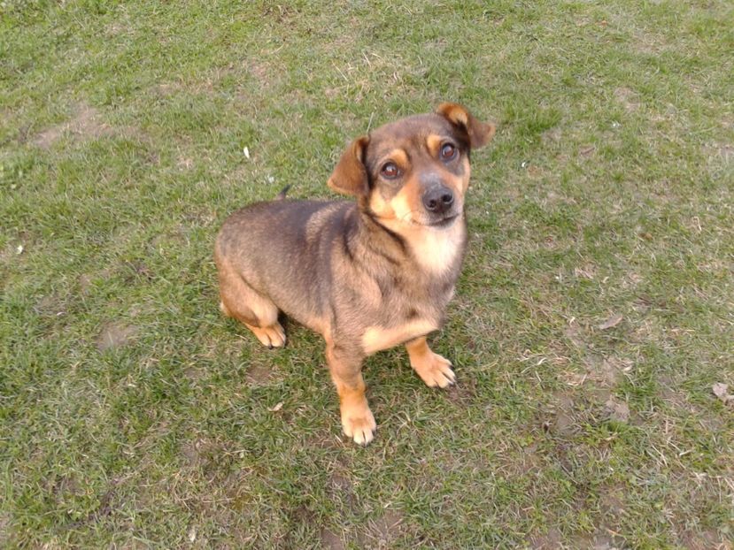 DIVA LA 2 SAPTAMANI DE GESTATIE - AAAAAAAAA__DIVA_OSMI URMASUL LUI OSMAN IN MEMORIAM