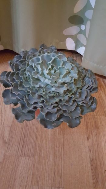  - Echeveria shaviana Blue Curls N