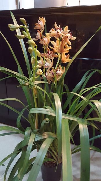  - cymbidium