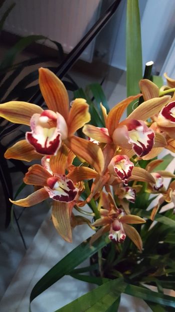  - cymbidium