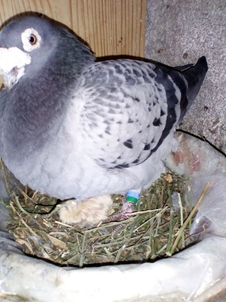 m la datorie - 05-VOIAJORI STIL VECHI