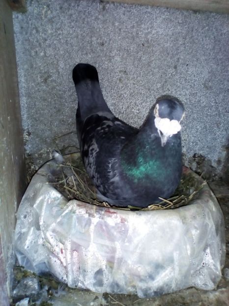 m la datorie - 05-VOIAJORI STIL VECHI