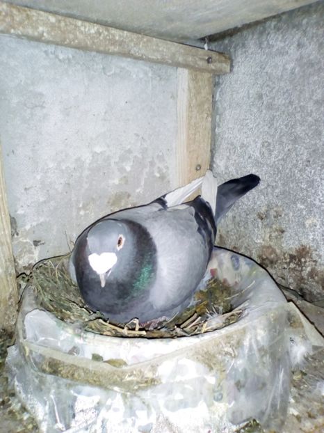 f la datorie - 05-VOIAJORI STIL VECHI