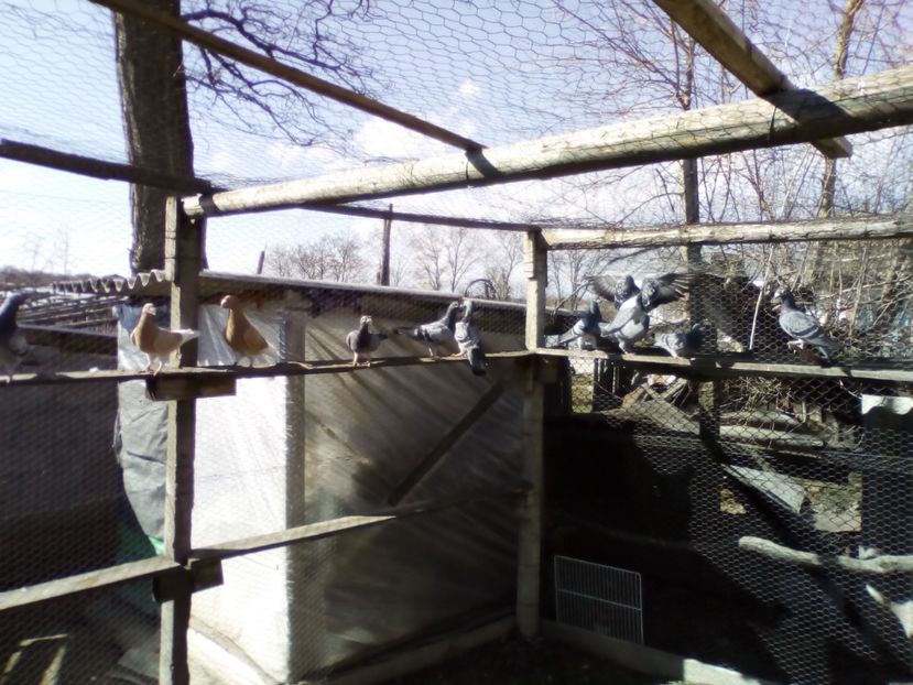  - 05-VOIAJORI STIL VECHI