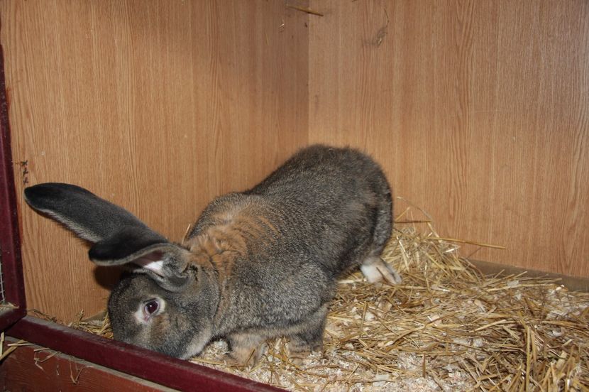 P62 96,5 pct Erkelenz 2016 - Peter Rink - Germania