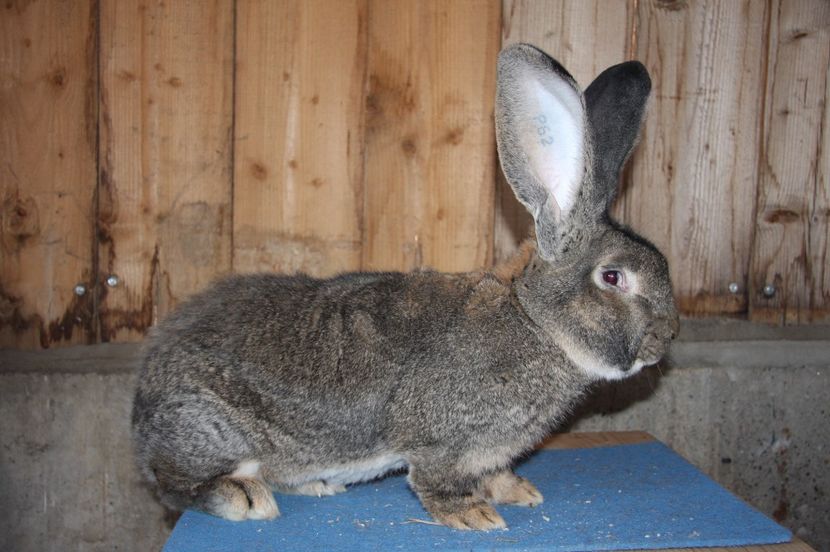 P62 96,5 pct Erkelenz 2016 - Peter Rink - Germania