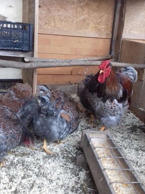  - WYANDOTTE ROSU-ALBASTRU 2016-2017