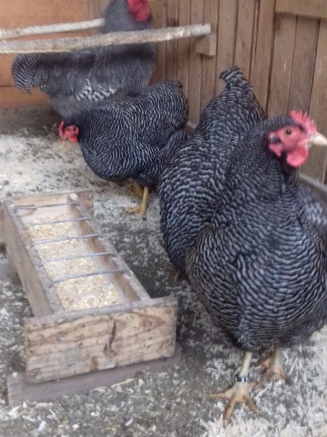  - PLYMOUTH ROCK-BARAT 2016-2017