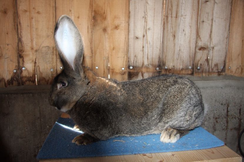 S376 97 pct Erkelenz 2016 - Seidel Jens - Germania