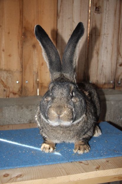 S376 97 pct Erkelenz 2016 - Seidel Jens - Germania