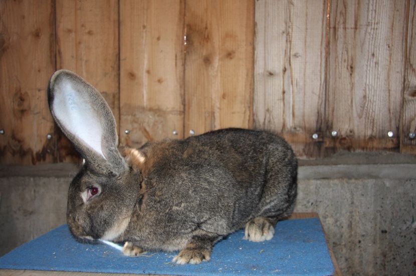 S376 97 pct Erkelenz 2016 - Seidel Jens - Germania