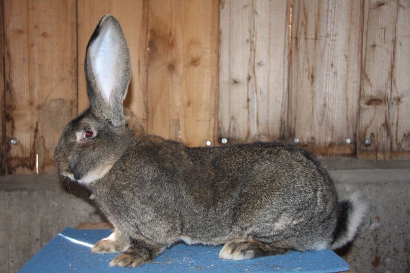 S376 97 pct Erkelenz 2016 - Seidel Jens - Germania