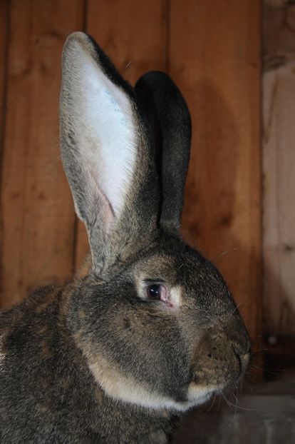 S376 97 pct Erkelenz 2016 - Seidel Jens - Germania