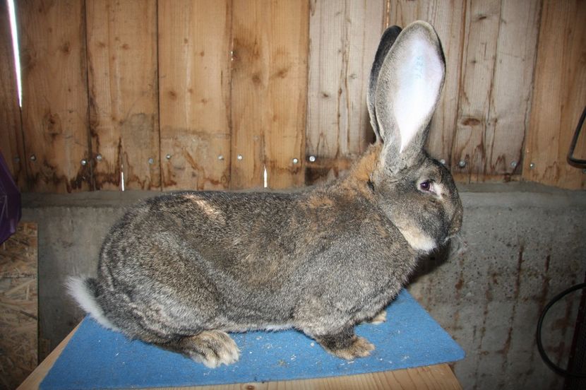 S376 97 pct Erkelenz 2016 - Seidel Jens - Germania