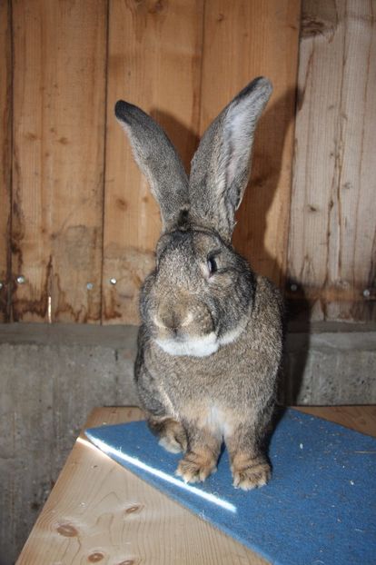 B718 97 pct Erkelenz 2016 - Hindringer Rudolf - Germania