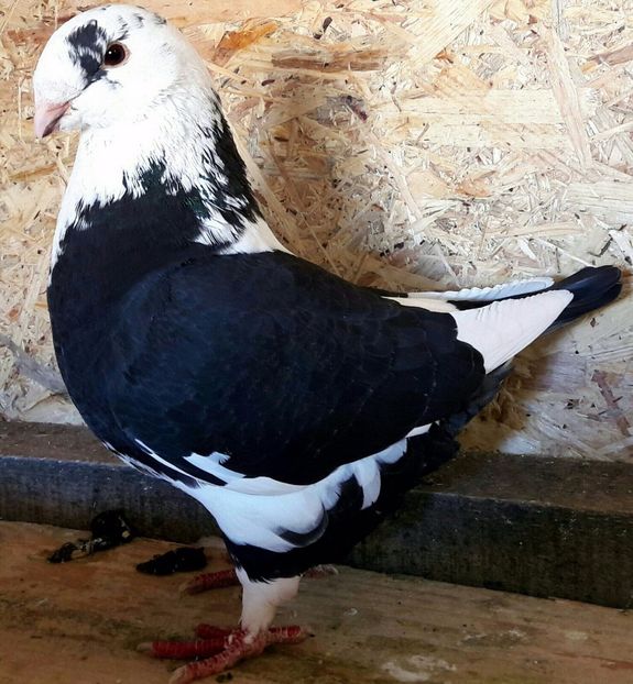 F -2016 - Perechi AGH 2017