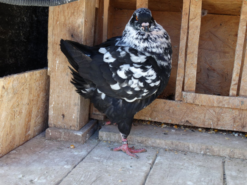 Achizitie dl. Laza Cornel - Matca King 2017