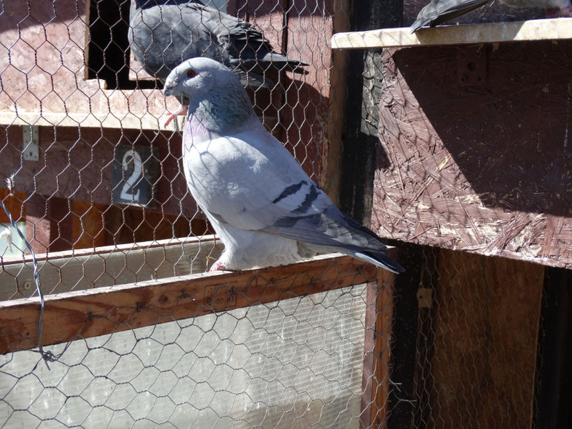 0-1 - 2-1 American Show Racer