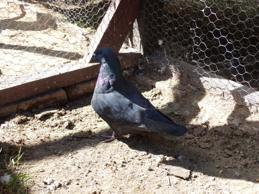 0-1 - 2-1 American Show Racer