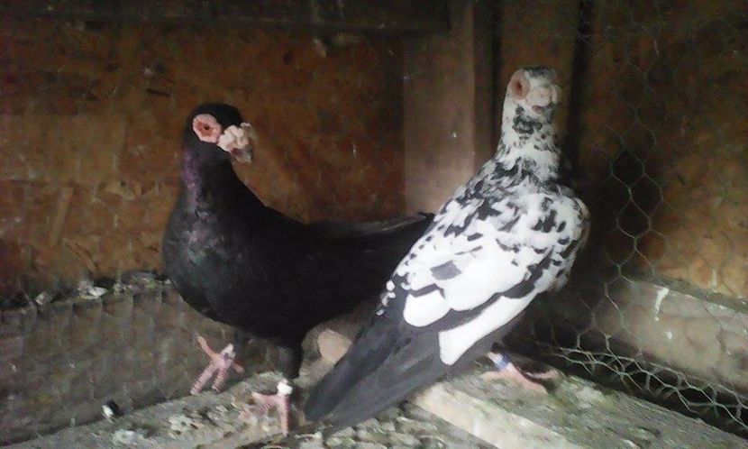  - Porumbei matca 19 03  2017