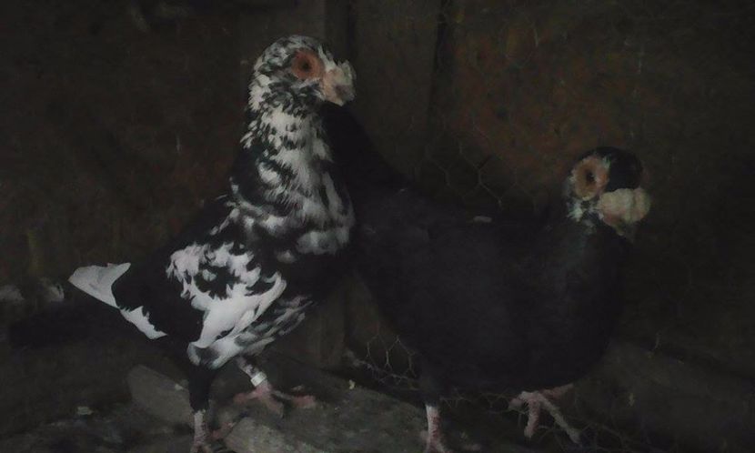  - Porumbei matca 19 03  2017