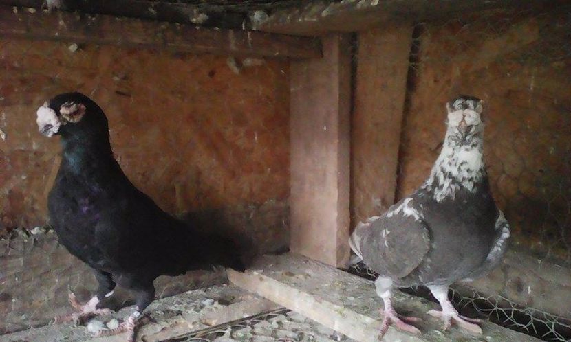  - Porumbei matca 19 03  2017