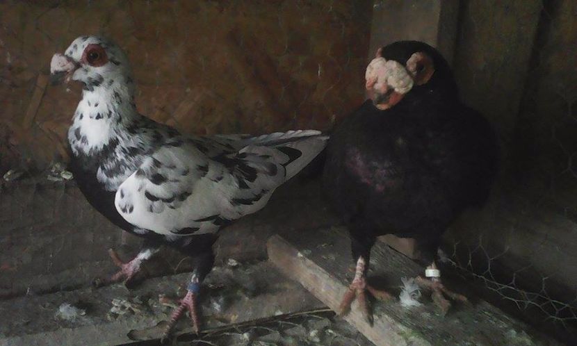  - Porumbei matca 19 03  2017